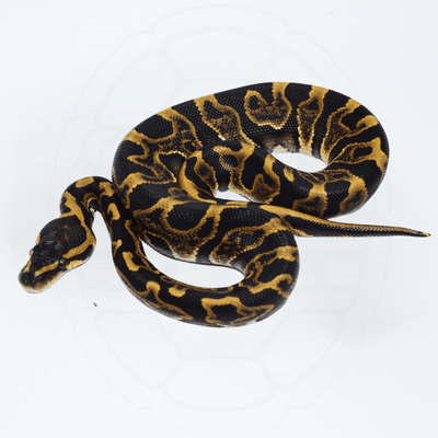 GHI Leopard ph Puzzle Male Ball Python