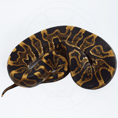 GHI Leopard ph Puzzle Male Ball Python