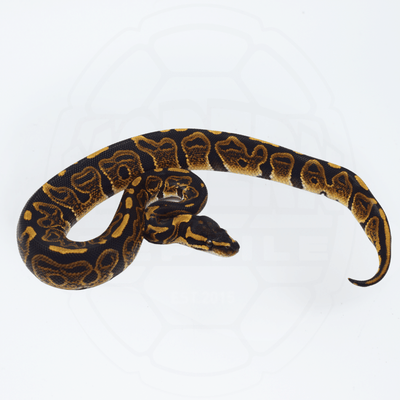 GHI ph Puzzle Male Ball Python