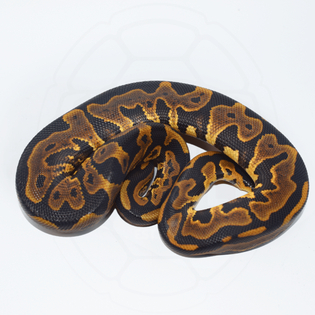 Leopard PH Puzzle Male Ball Python