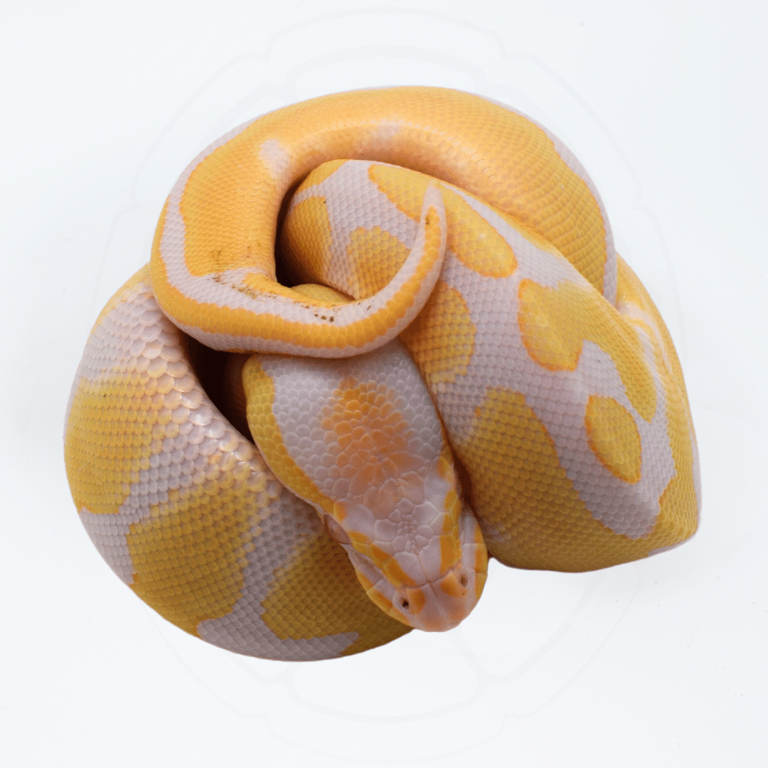 Albino Het Pied Female Ball Python