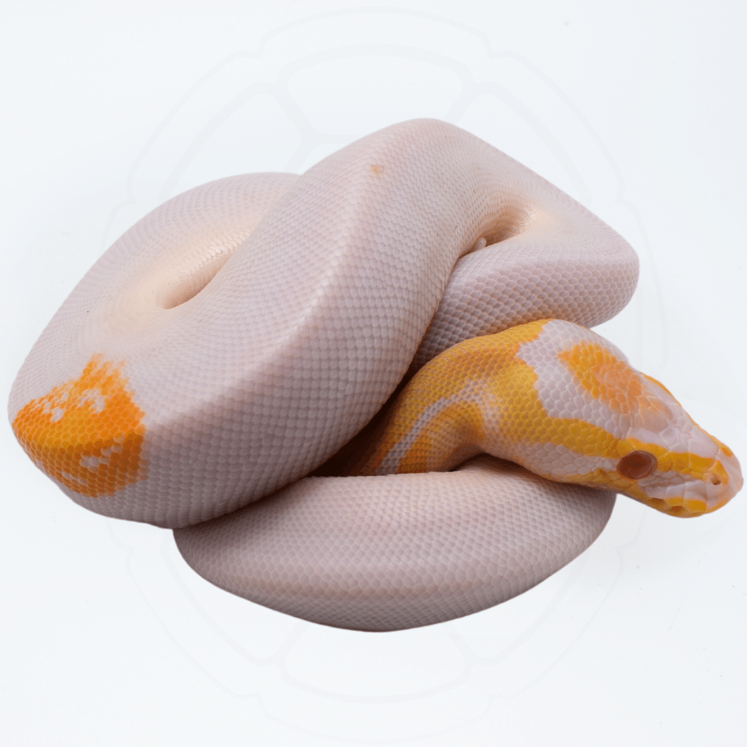 Albino Pied Male Ball Python