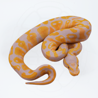 Candy Pastel PH Pied Male Ball Python