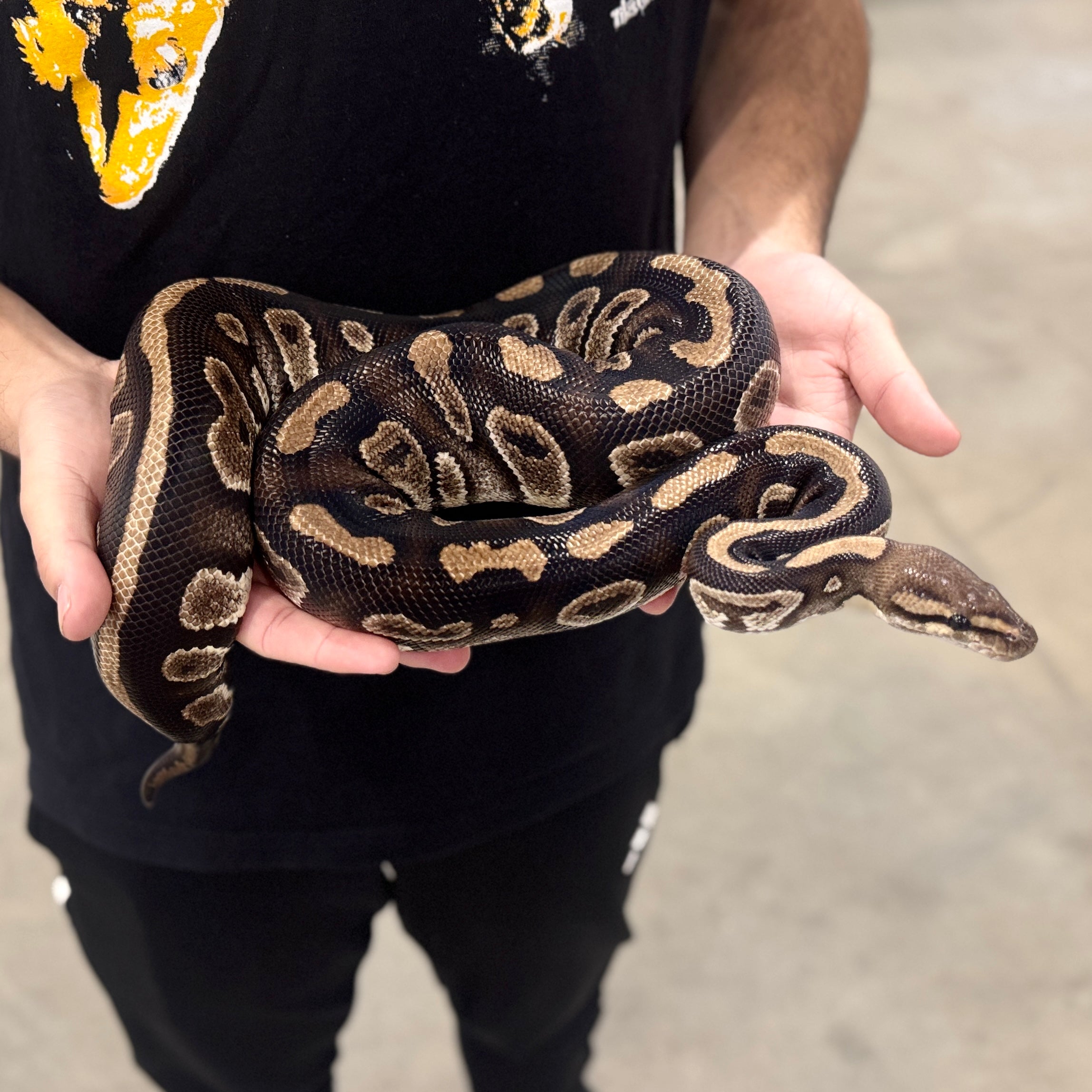 Raven Ball Python For Sale - Modern Reptile