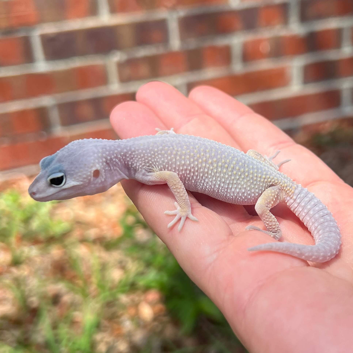 blizzard  leopard gecko for sale online, buy reptiles near me