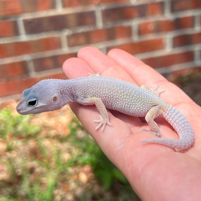 blizzard  leopard gecko for sale online, buy reptiles near me