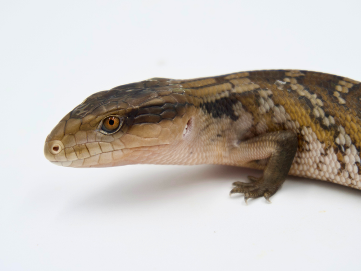 Orange Northern x High Color IJ (PET ONLY)