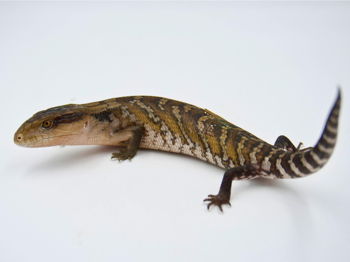 Orange Northern x High Color IJ (PET ONLY)