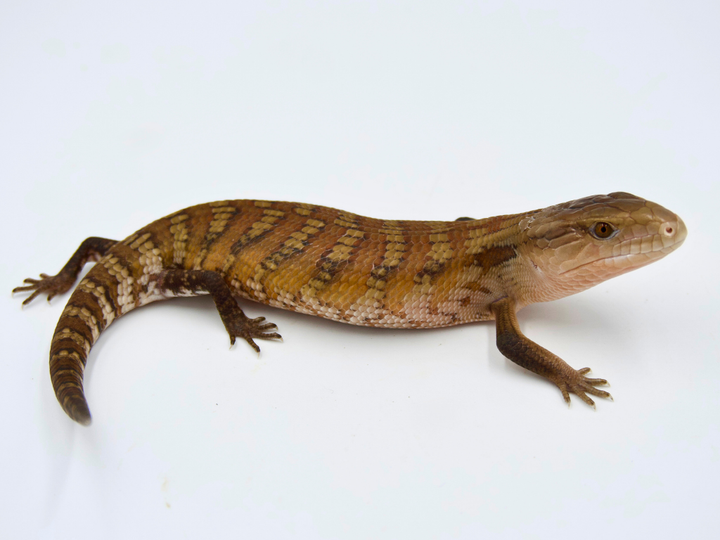 Orange Northern x High Color IJ (PET ONLY)