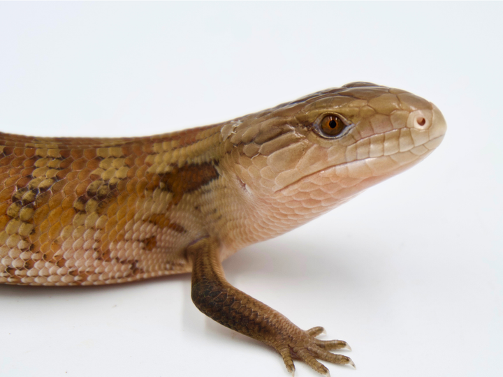 Orange Northern x High Color IJ (PET ONLY)