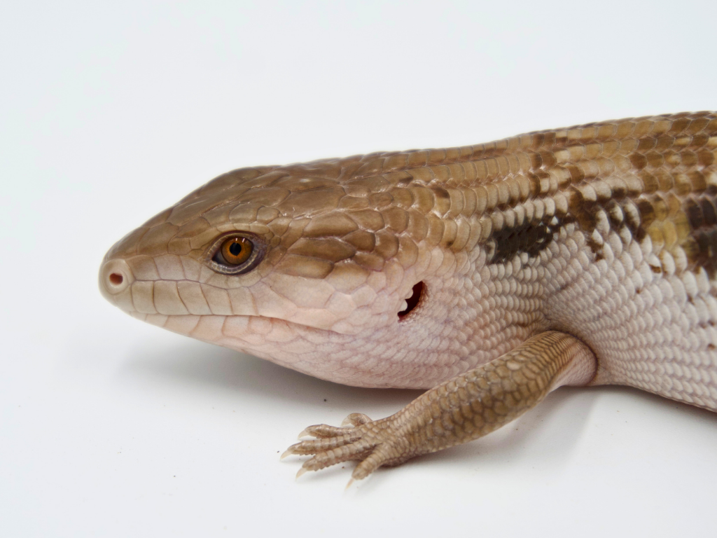 100% Het Ivory + Dark Line Northern