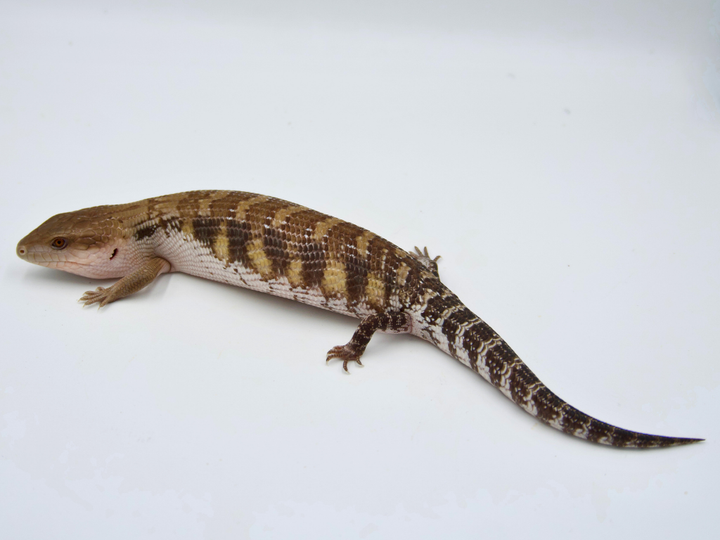 100% Het Ivory + Dark Line Northern