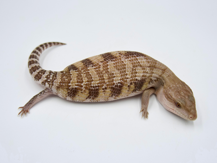 100% Het Ivory + Dark Line Northern