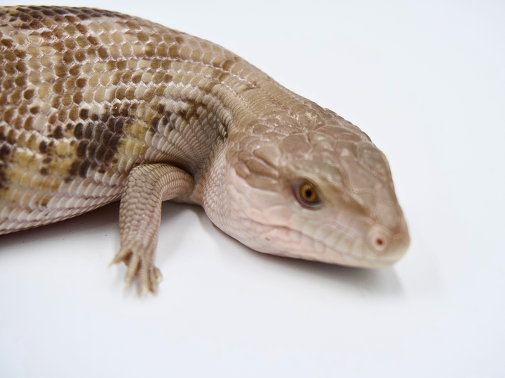 100% Het Ivory + Dark Line Northern