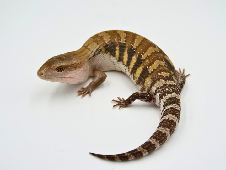 100% Het Ivory + Dark Line Northern