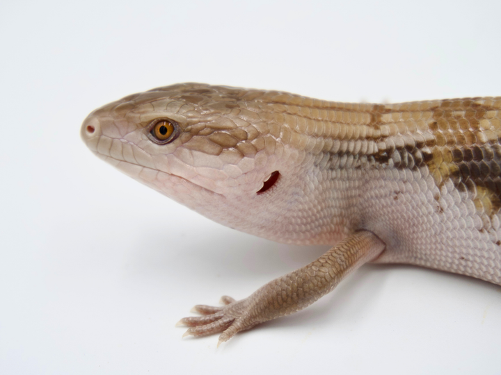 100% Het Ivory + Dark Line Northern