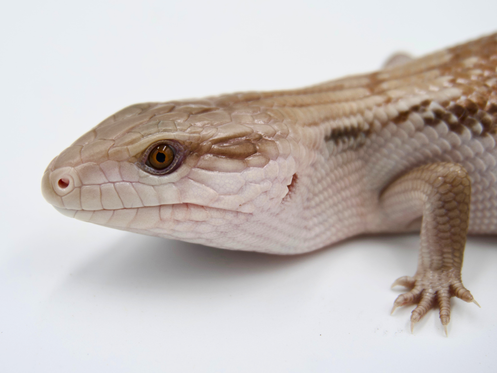 100% Het Ivory + Dark Line Northern