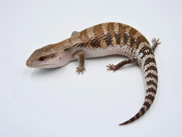 100% Het Ivory + Dark Line Northern