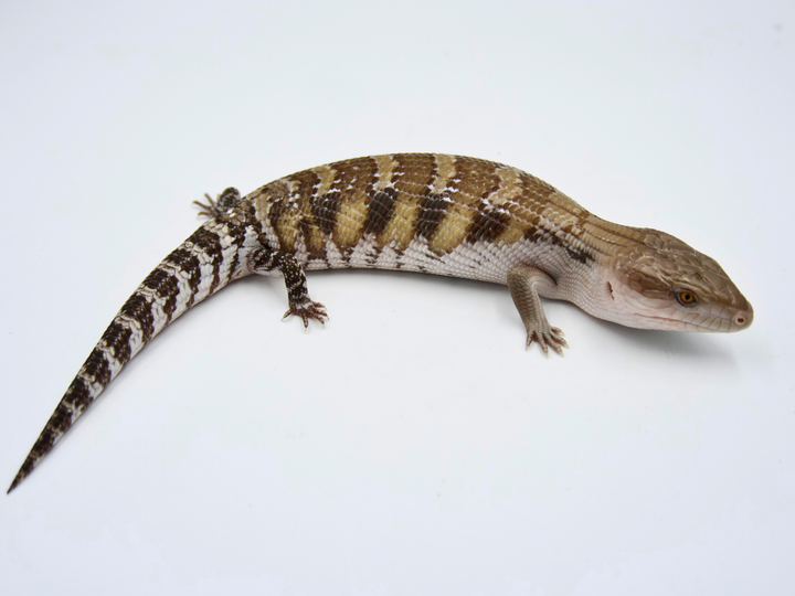 100% Het Ivory + Dark Line Northern