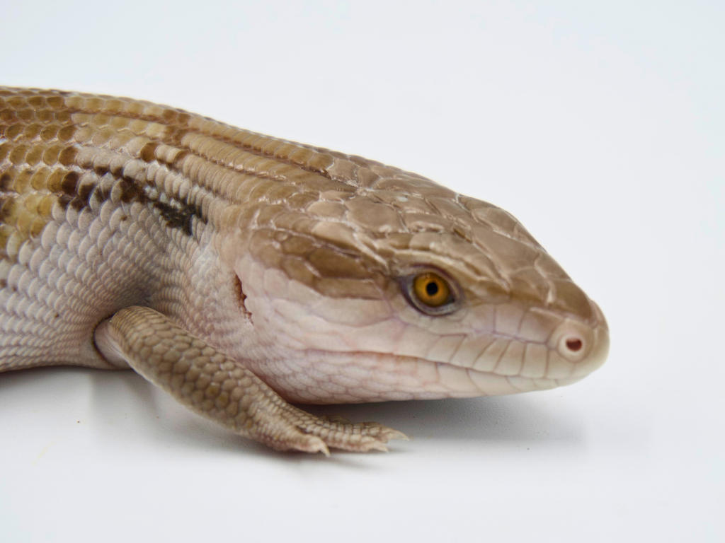100% Het Ivory + Dark Line Northern
