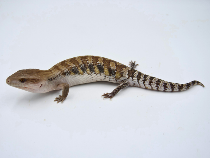 100% Het Ivory + Dark Line Northern