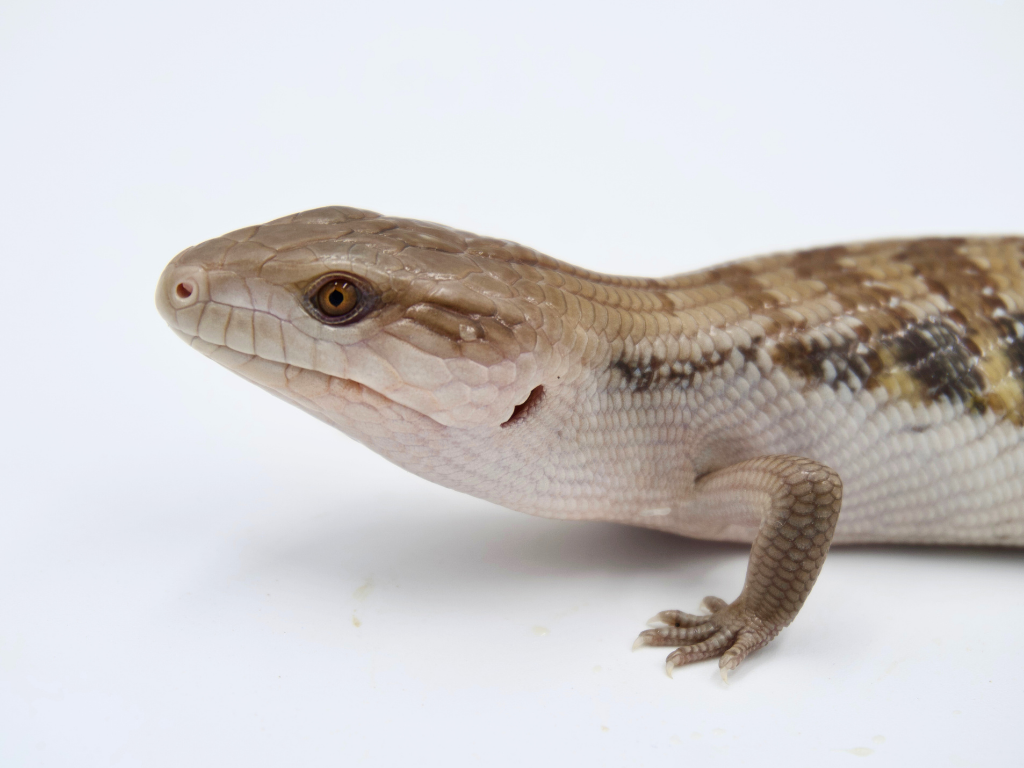 100% Het Ivory + Dark Line Northern