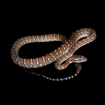 Bredli (Centralian Carpet Python) Female