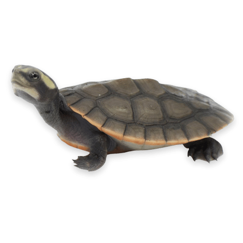 Rent Snakes, Lizards, and Reptiles For Photography, Videos, Films, and