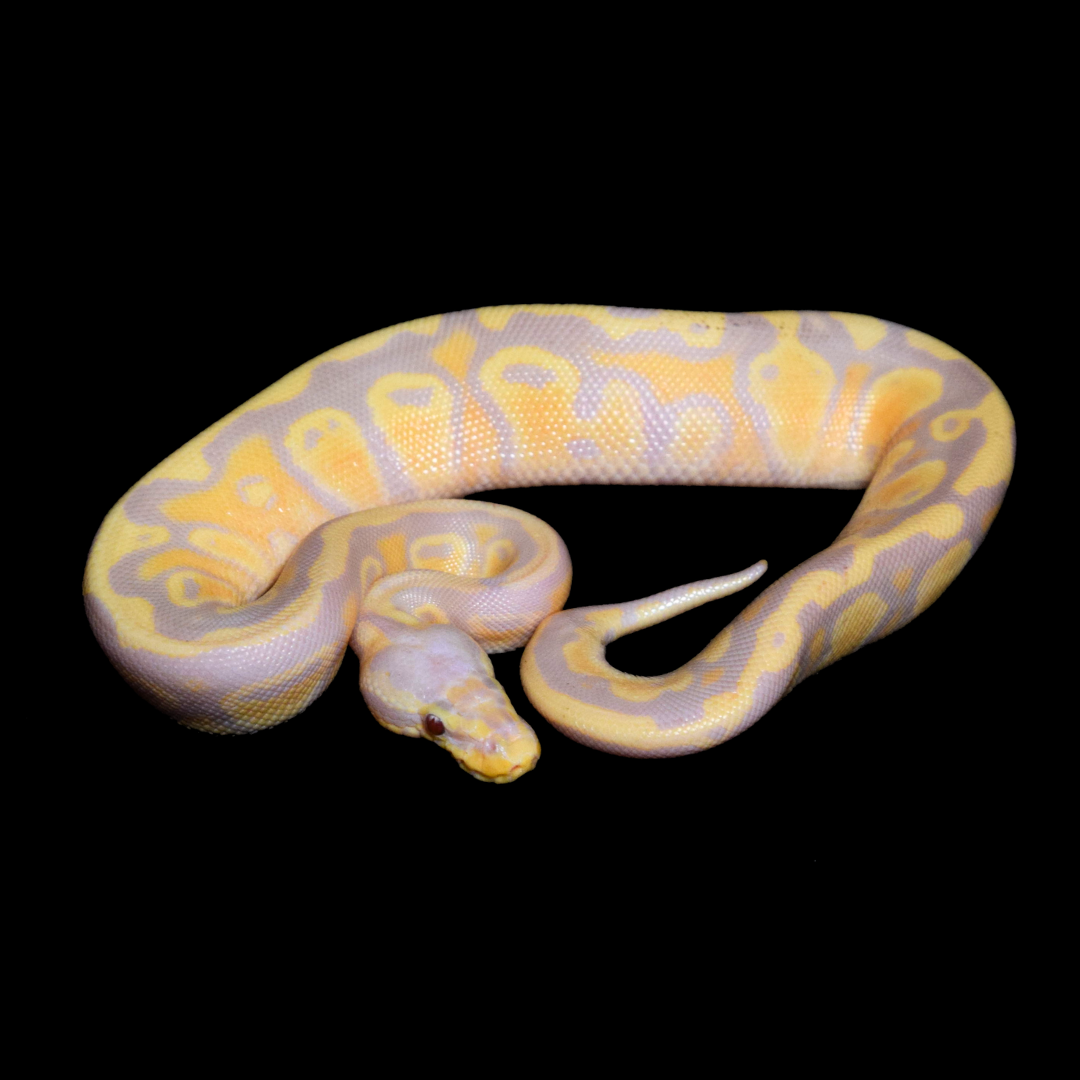 Candy Pastel PH Pied Female Ball Python