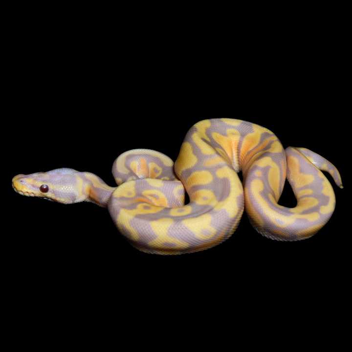 Candy Pastel PH Pied Male Ball Python