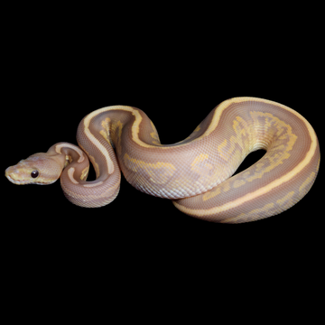 Ball Pythons For Sale | Live Arrival Guarantee – Modern Reptile