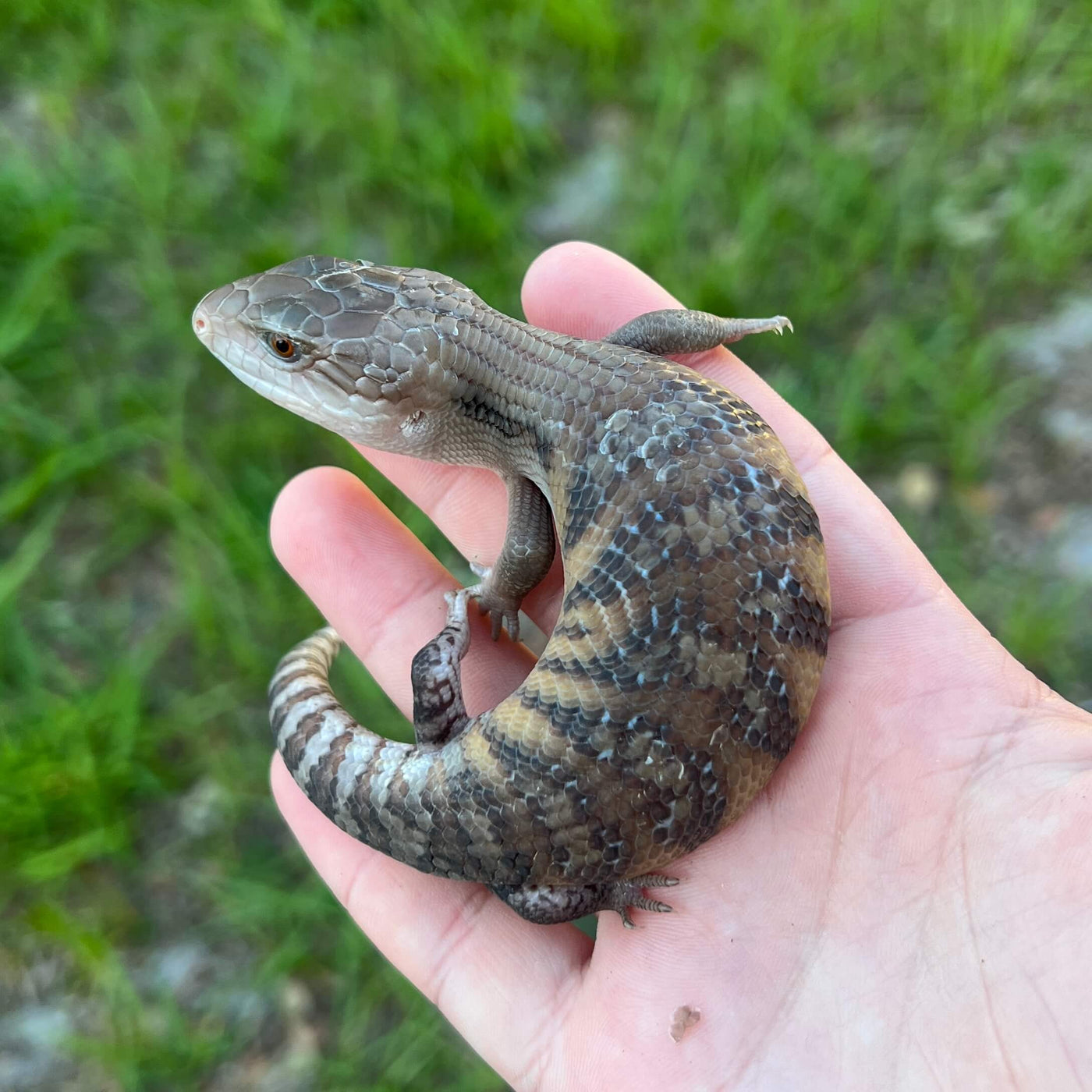 northern blue tongue skink for sale online at cheap prices, buy reptiles near me