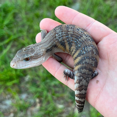 northern blue tongue skink for sale online at cheap prices, buy reptiles near me