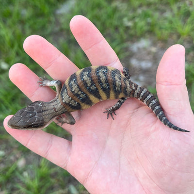 northern blue tongue skink for sale online at cheap prices, buy reptiles near me
