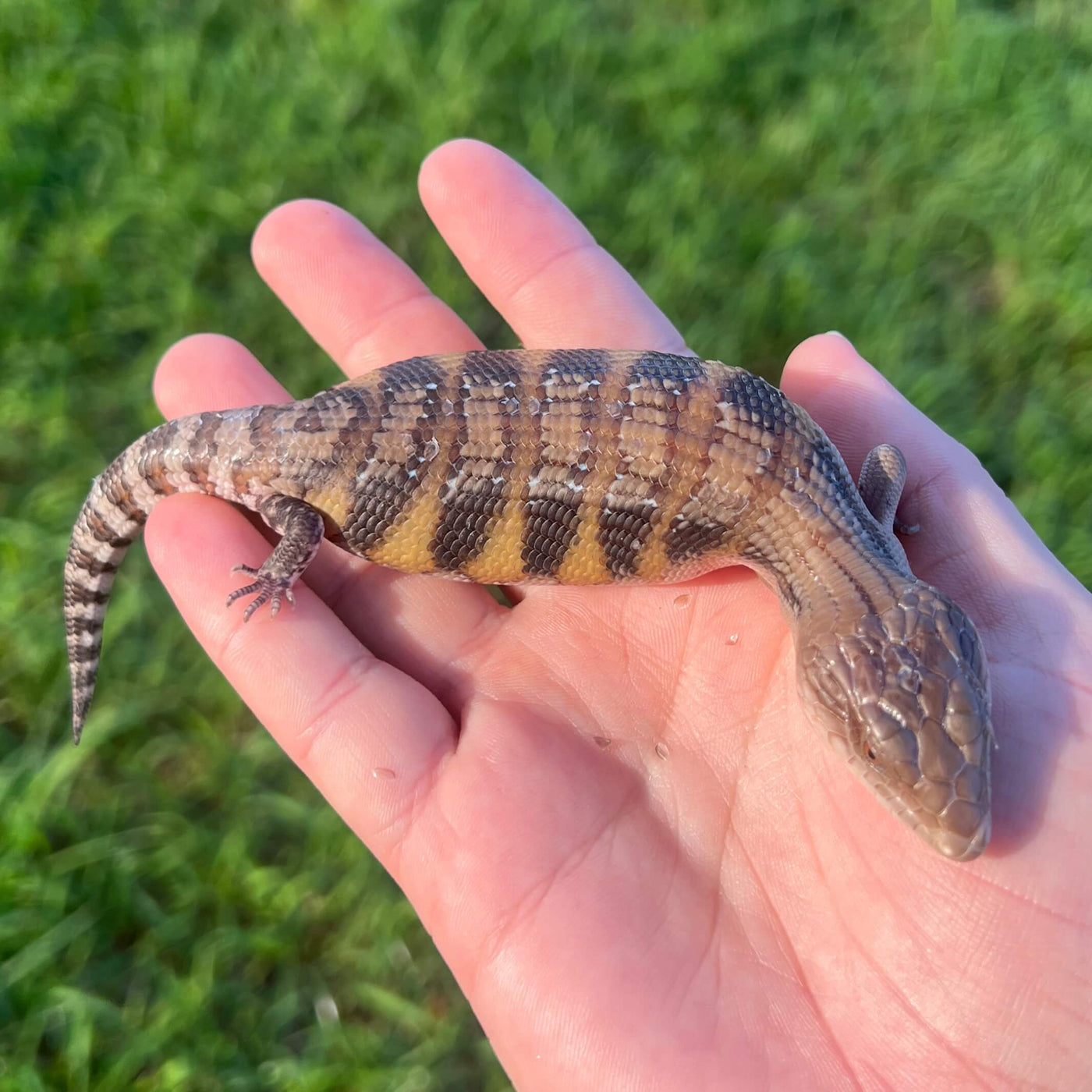 northern blue tongue skink for sale online at cheap prices, buy reptiles near me