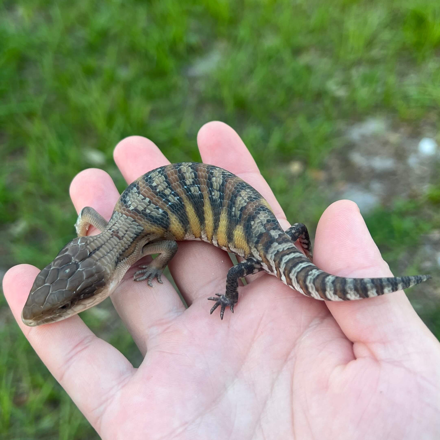 Northern Blue Tongue Skink For Sale | Live Arrival Guarantee – Modern