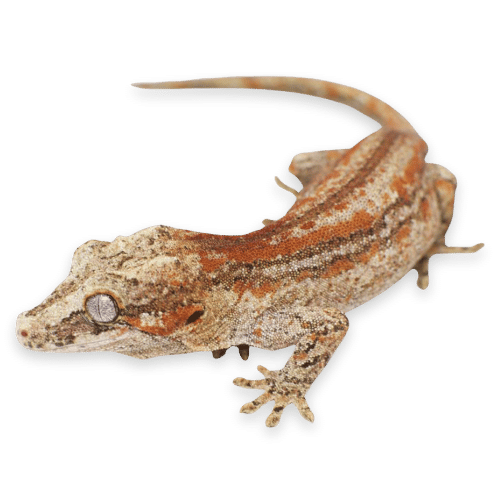 Rent Snakes, Lizards, and Reptiles For Photography, Videos, Films, and