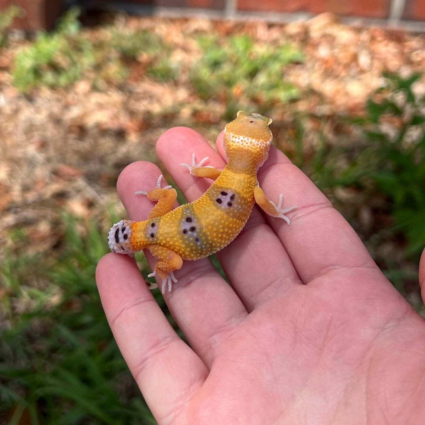 Premium Color Leopard Gecko For Sale | Live Arrival Guarantee – Modern