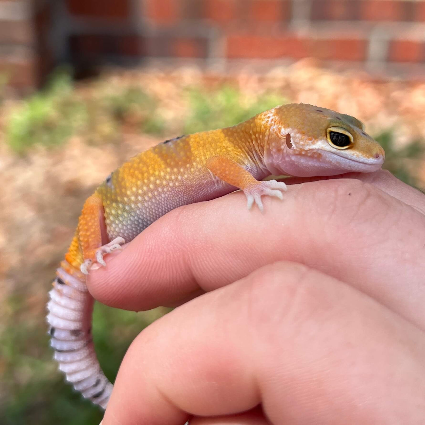 Premium Color Leopard Gecko For Sale | Live Arrival Guarantee – Modern