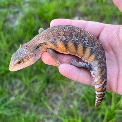 northern blue tongue skink for sale online at cheap prices, buy reptiles near me