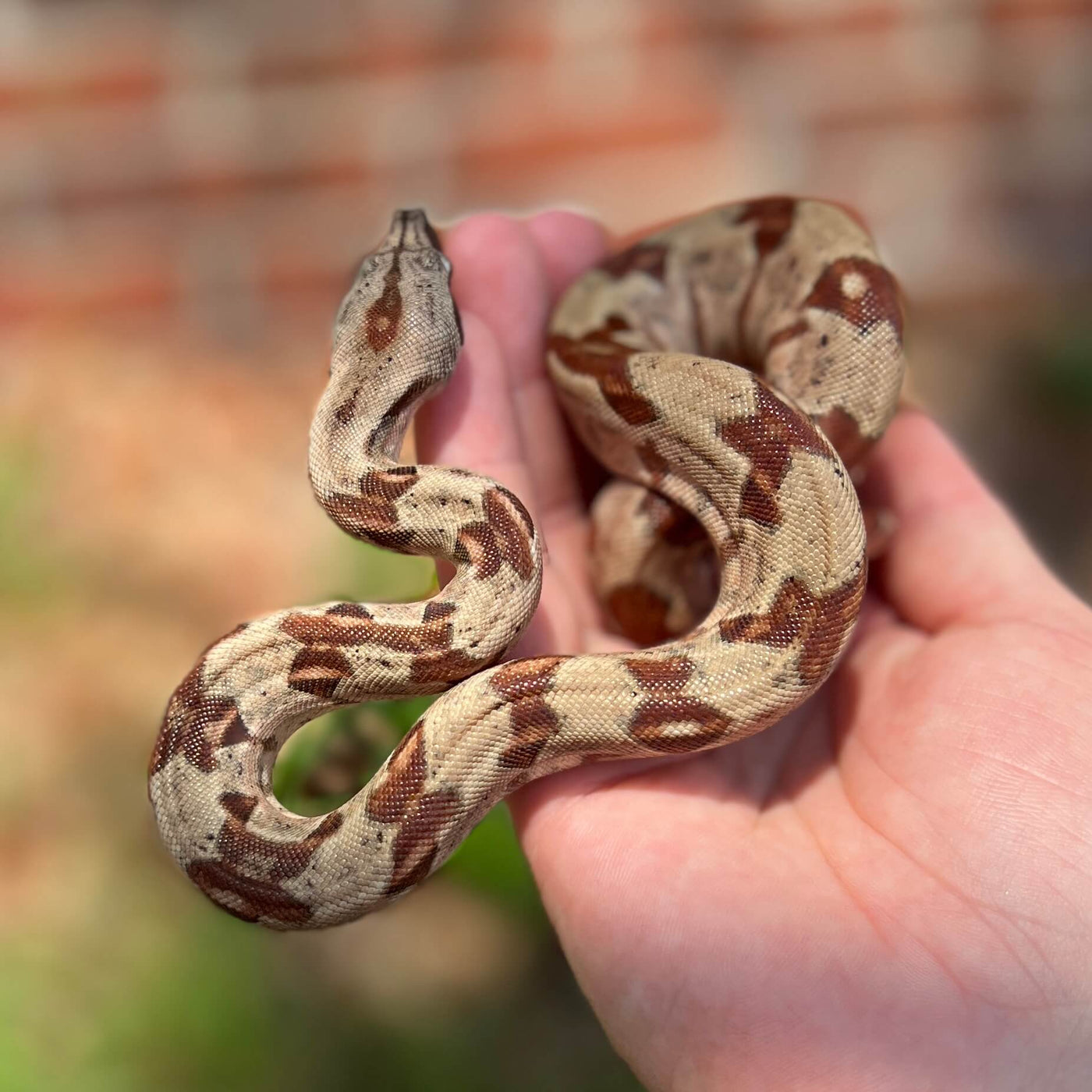 hypo boa constrictor for sale online at cheap prices, buy reptiles near me