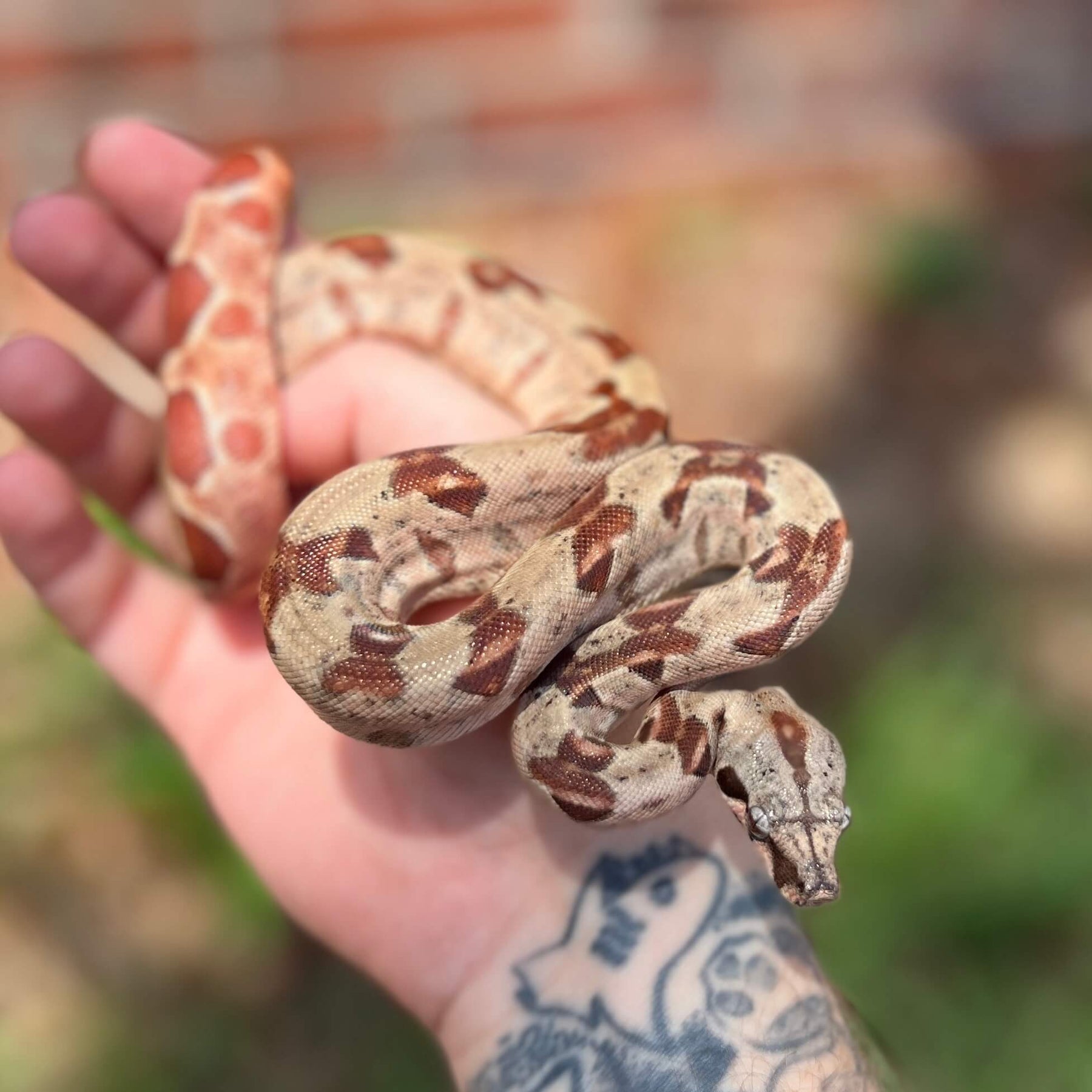 Colombian Red Tail Boas for sale