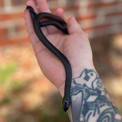 mexican black kingsnake for sale online at cheap prices, buy reptiles online at cheap prices
