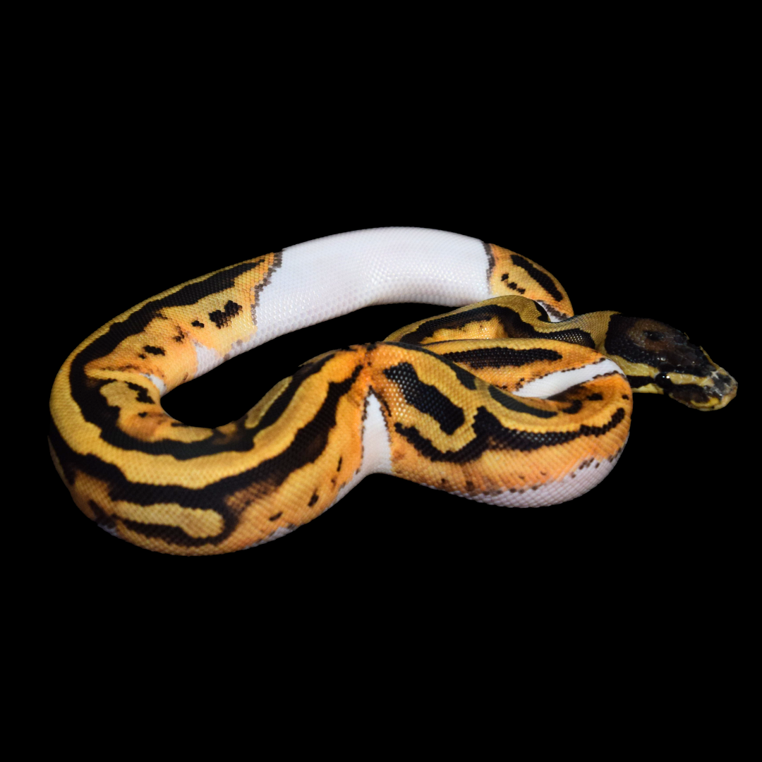 Pied Female Ball Python