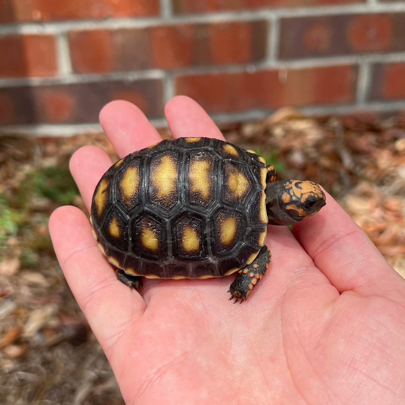 Red Foot Tortoise For Sale | Live Arrival Guarantee – Modern Reptile