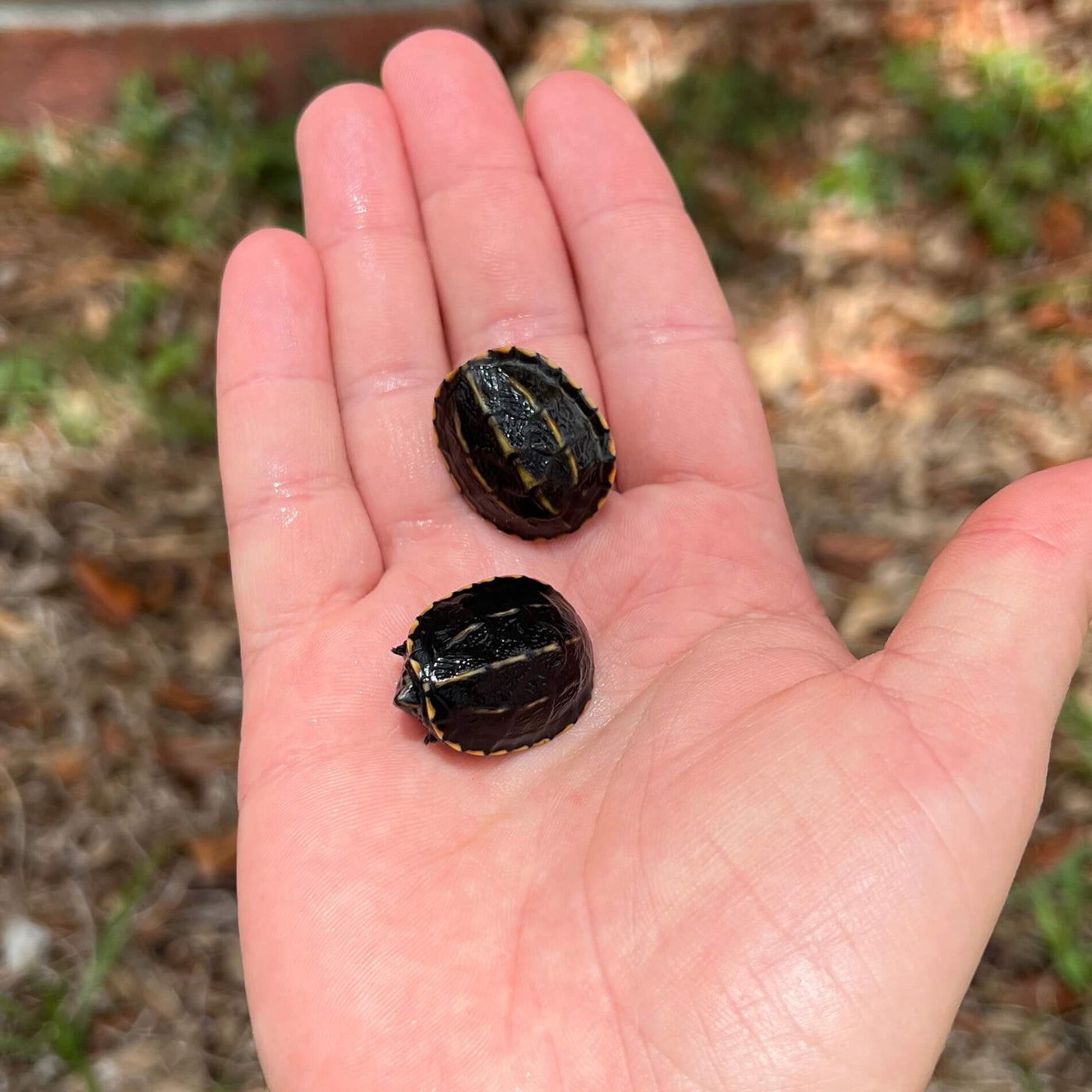 Striped Mud Turtle For Sale | Live Arrival Guarantee – Modern Reptile