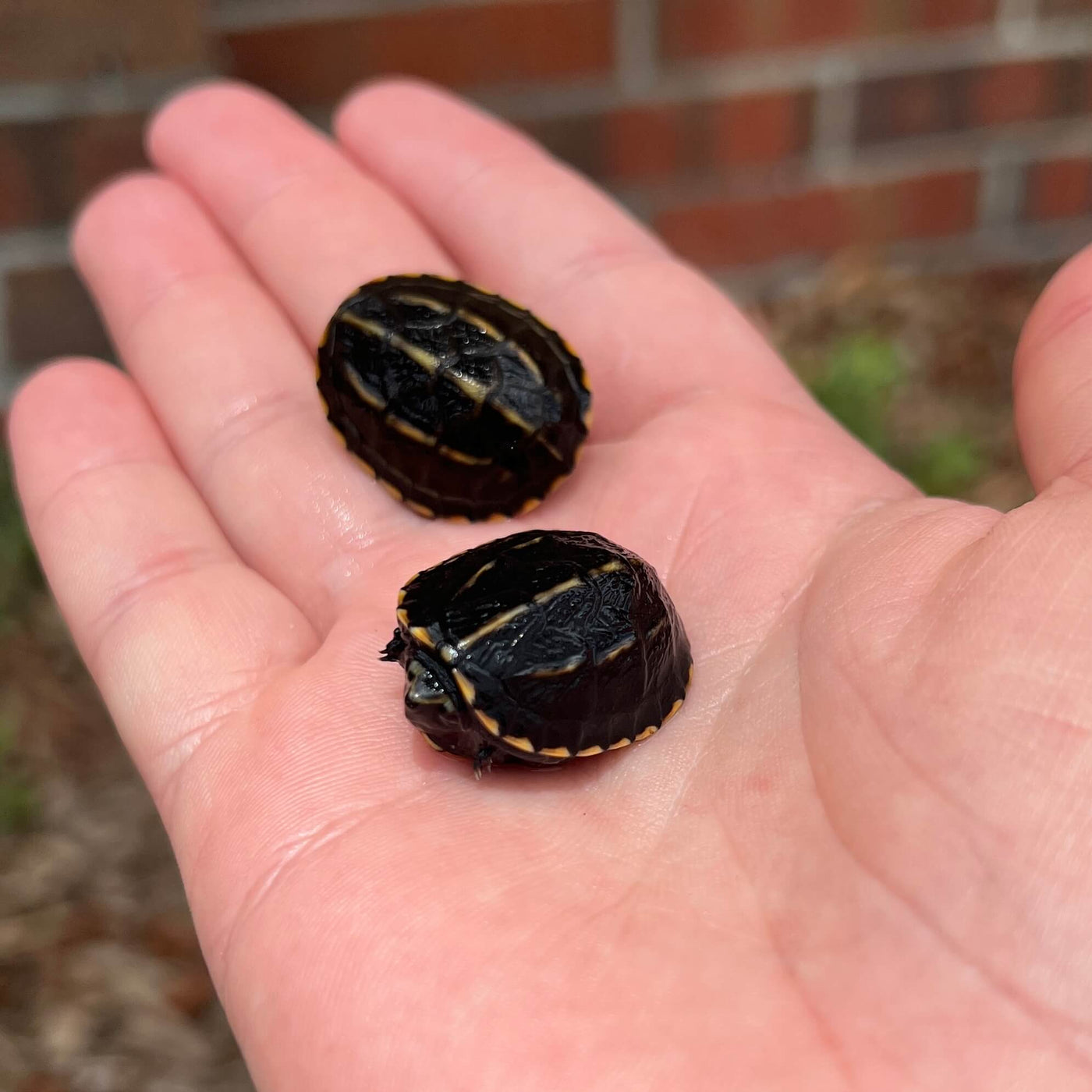 Striped Mud Turtle For Sale | Live Arrival Guarantee – Modern Reptile