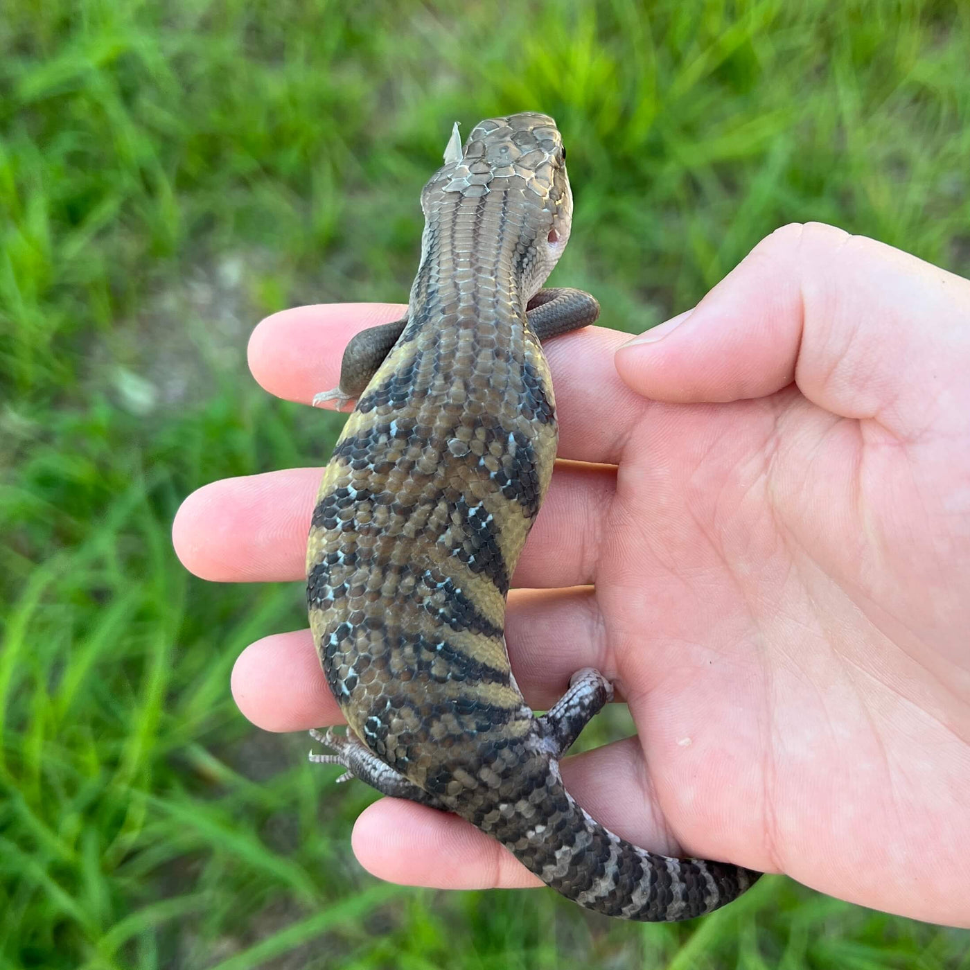 northern blue tongue skink for sale online at cheap prices, buy reptiles near me