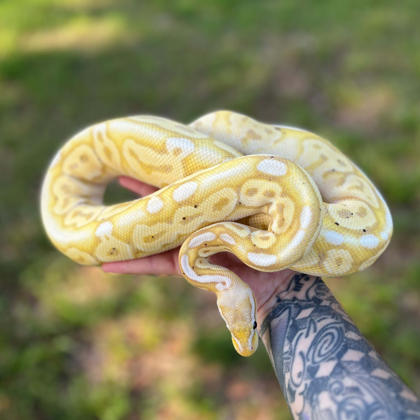 banana pewter ball python for sale online at cheap prices, buy ball pythons near me