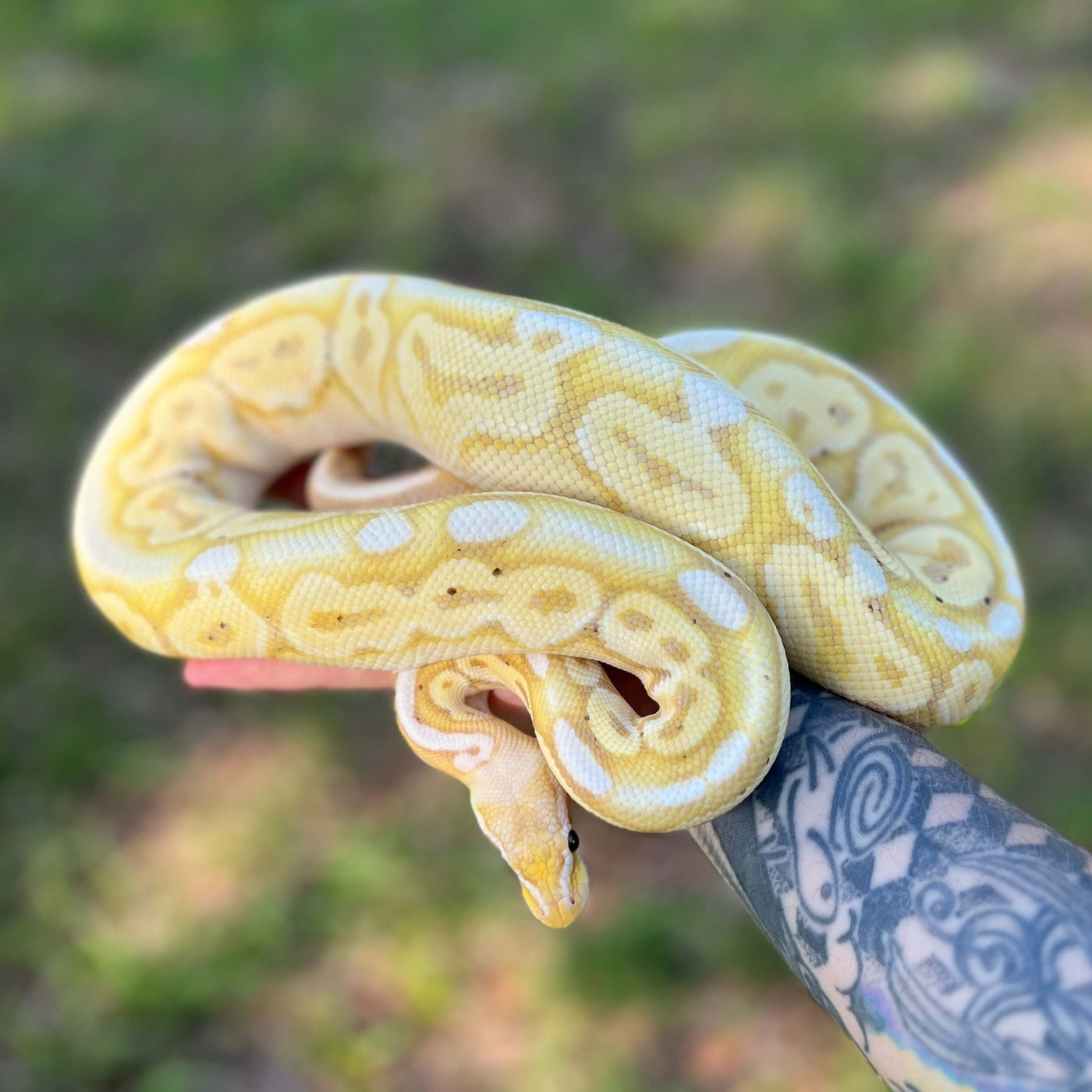 banana pewter ball python for sale online at cheap prices, buy ball pythons near me